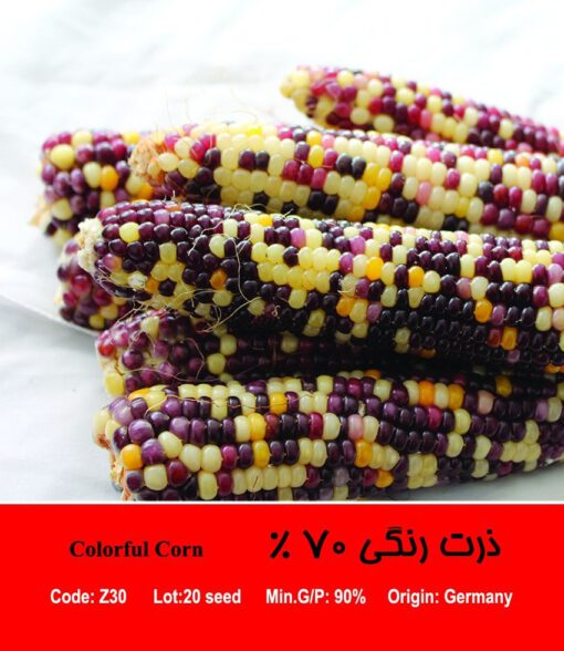 بذر ذرت رنگی 70 درصد Colorful Corn