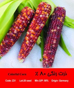 بذر ذرت رنگی 80 درصد Colorful Corn