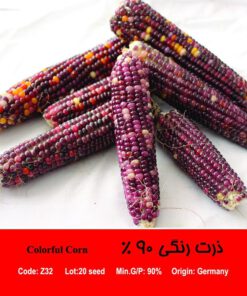 بذر ذرت رنگی 90 درصد Colorful Corn