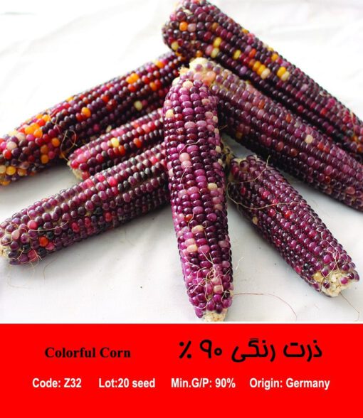 بذر ذرت رنگی 90 درصد Colorful Corn
