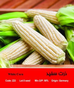بذر ذرت سفید White Corn