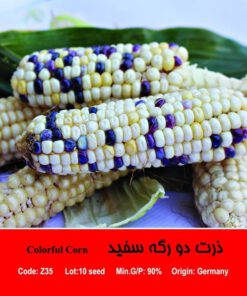 بذر ذرت سفید دورگه Colorful Corn