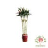 بامبو مصنوعی 7 شاخه مونتاژ و دیزاین شده در گلدان فلزی با قیمت مناسب