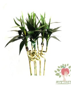 بامبو مصنوعی 7 شاخه ای مونتاژ در گلدان فلزی
